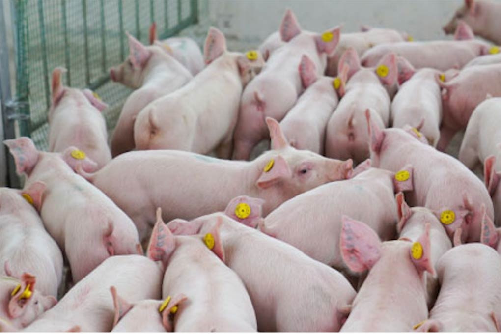 Giá lợn hơi leo thang; bia Tết giảm giá sớm