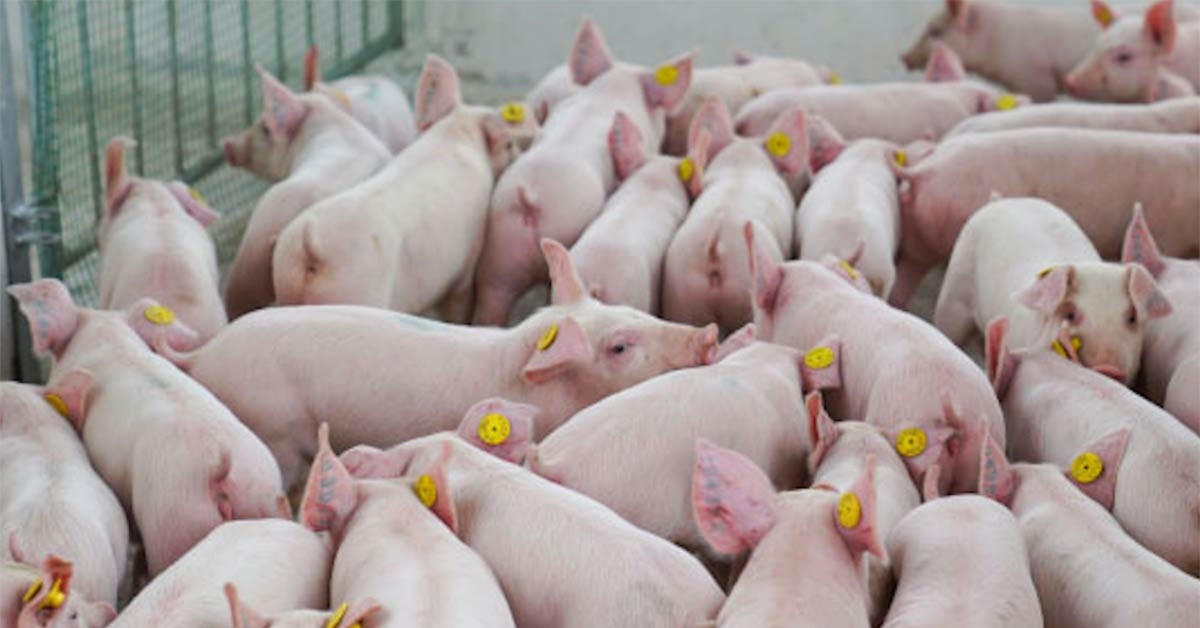 Giá lợn hơi leo thang; bia Tết giảm giá sớm