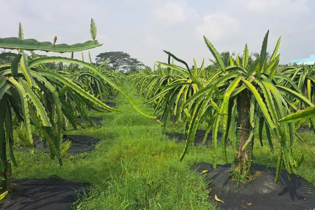 Gia Thuận: Sức dân tạo nên diện mạo nông thôn nhiều đổi thay
