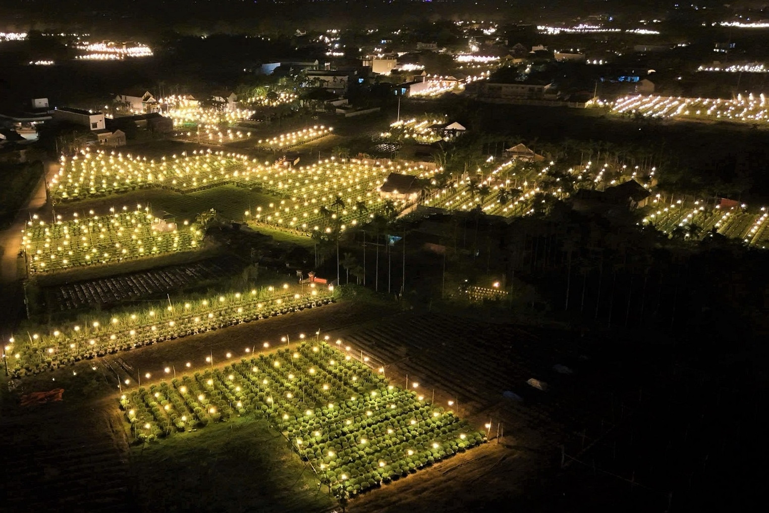 Thủ phủ hoa cúc miền Trung chong đèn xuyên đêm, 'đánh thức' hoa nở kịp Tết