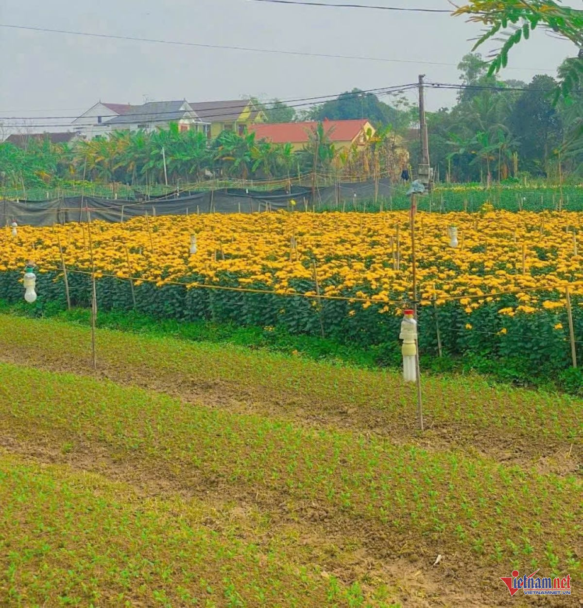 W-anhhhanh ha noi ok.jpg