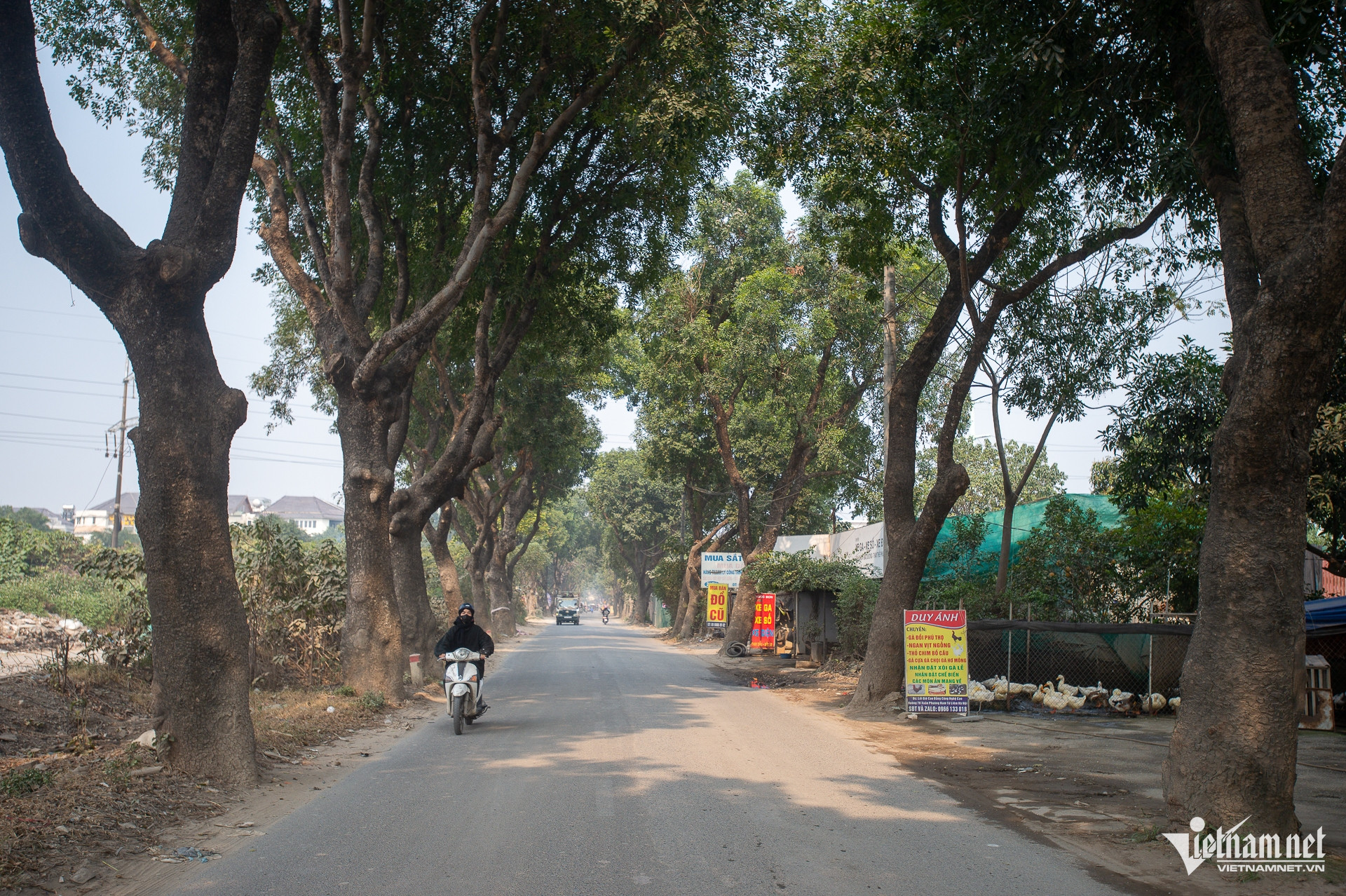 W-Chatcayxacu_duong70_taymo_cayxanh (15).jpg