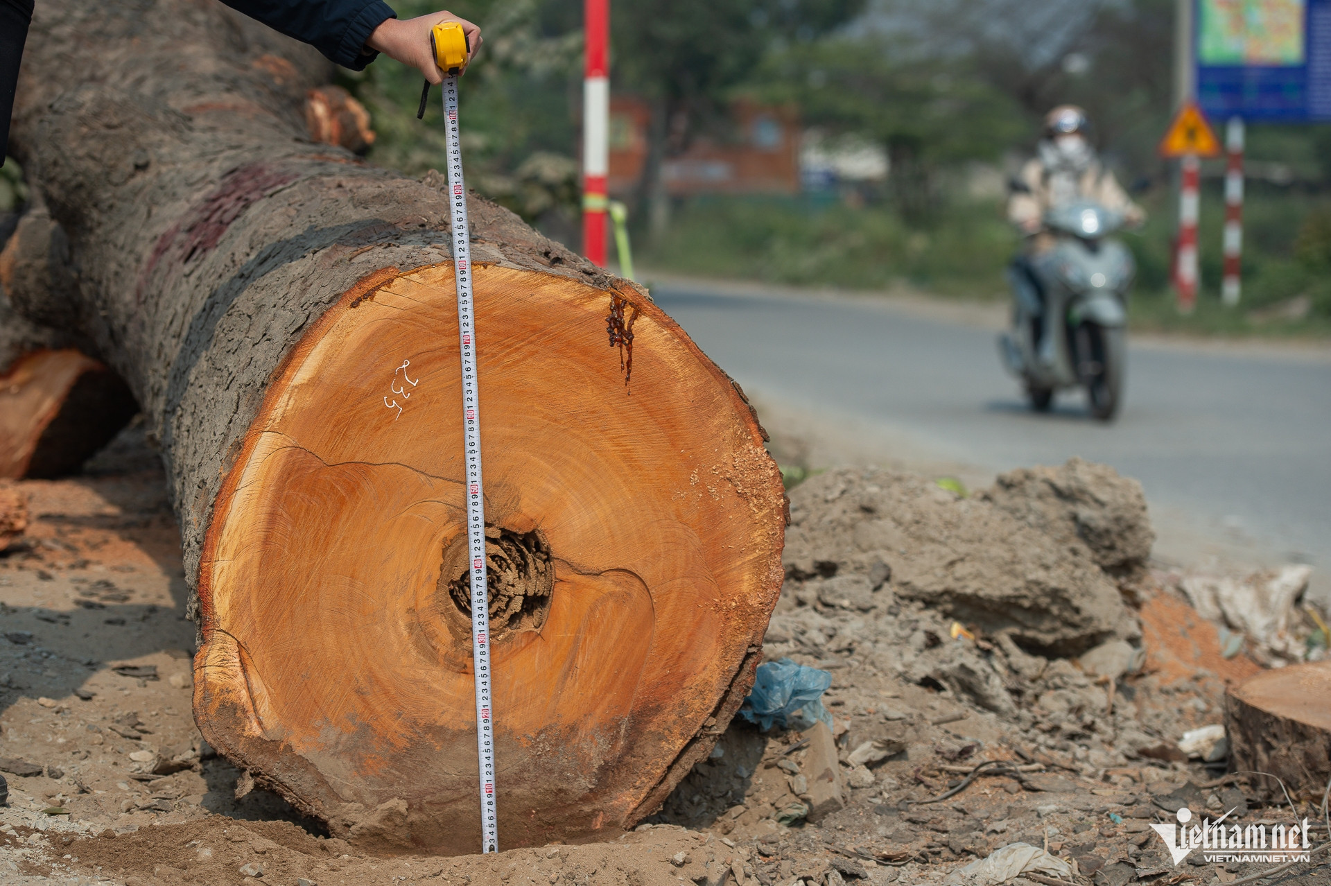 W-Chatcayxacu_duong70_taymo_cayxanh (22).jpg