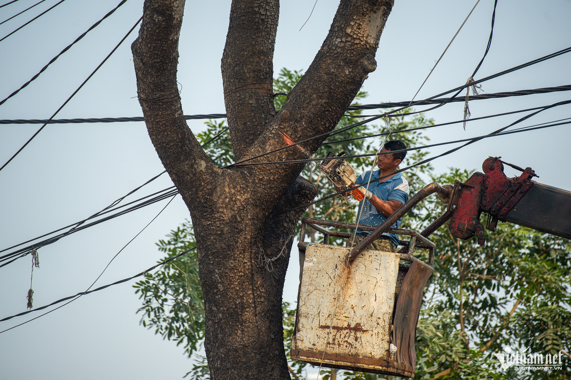 W-Chatcayxacu_duong70_taymo_cayxanh (8).jpg