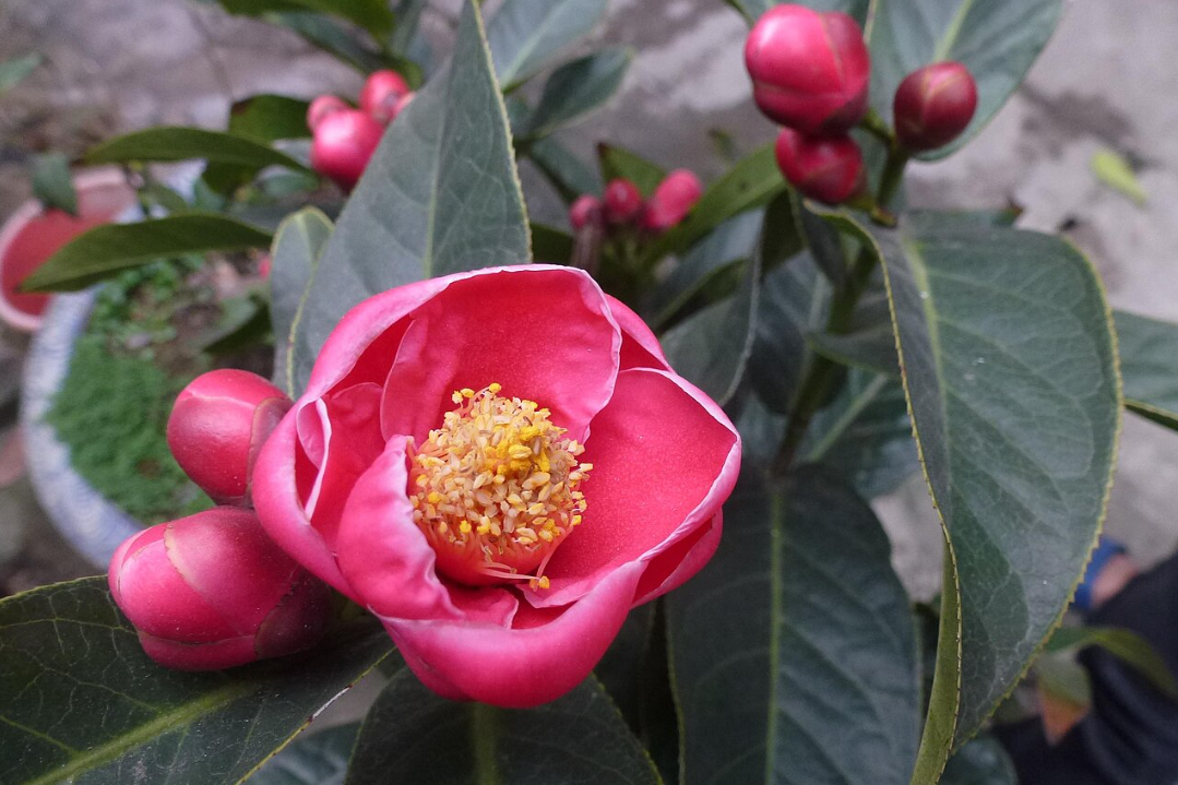 Loài hoa ‘quý phi’ mang tài lộc, may mắn vào nhà dịp Tết