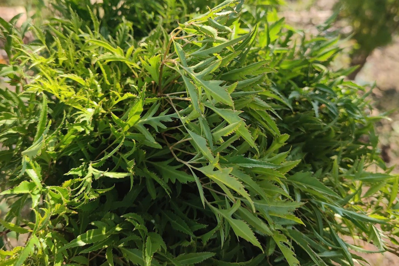 Loại rau gia vị được dùng chữa mất ngủ, những ai không nên sử dụng?