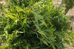 Loại rau ‘siêu thực phẩm’ xanh nhưng 2 nhóm người cần thận trọng Loại rau gia vị được dùng chữa mất ngủ, những ai không nên sử dụng?