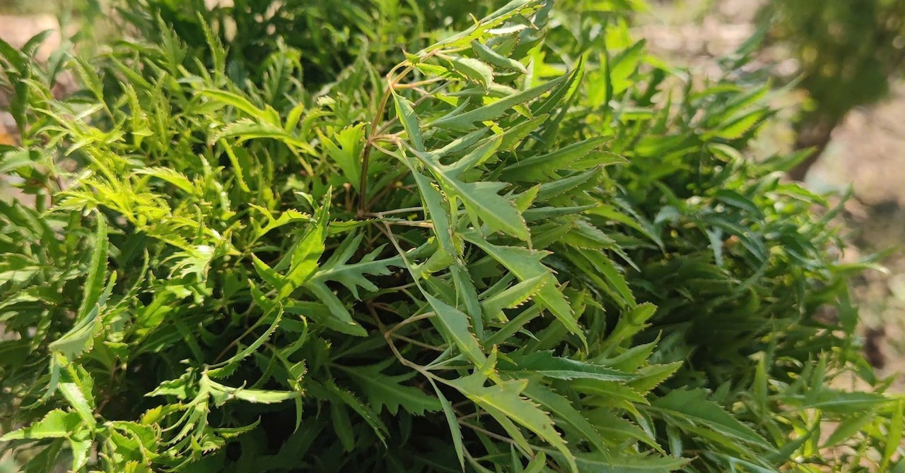 Loại rau gia vị được dùng chữa mất ngủ, những ai không nên sử dụng?