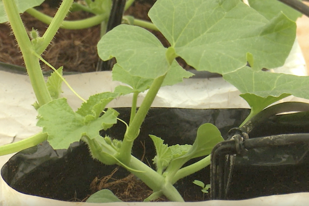 Nghệ An: Dữ liệu từ đồng ruộng tạo nền tảng dự báo thị trường nông sản