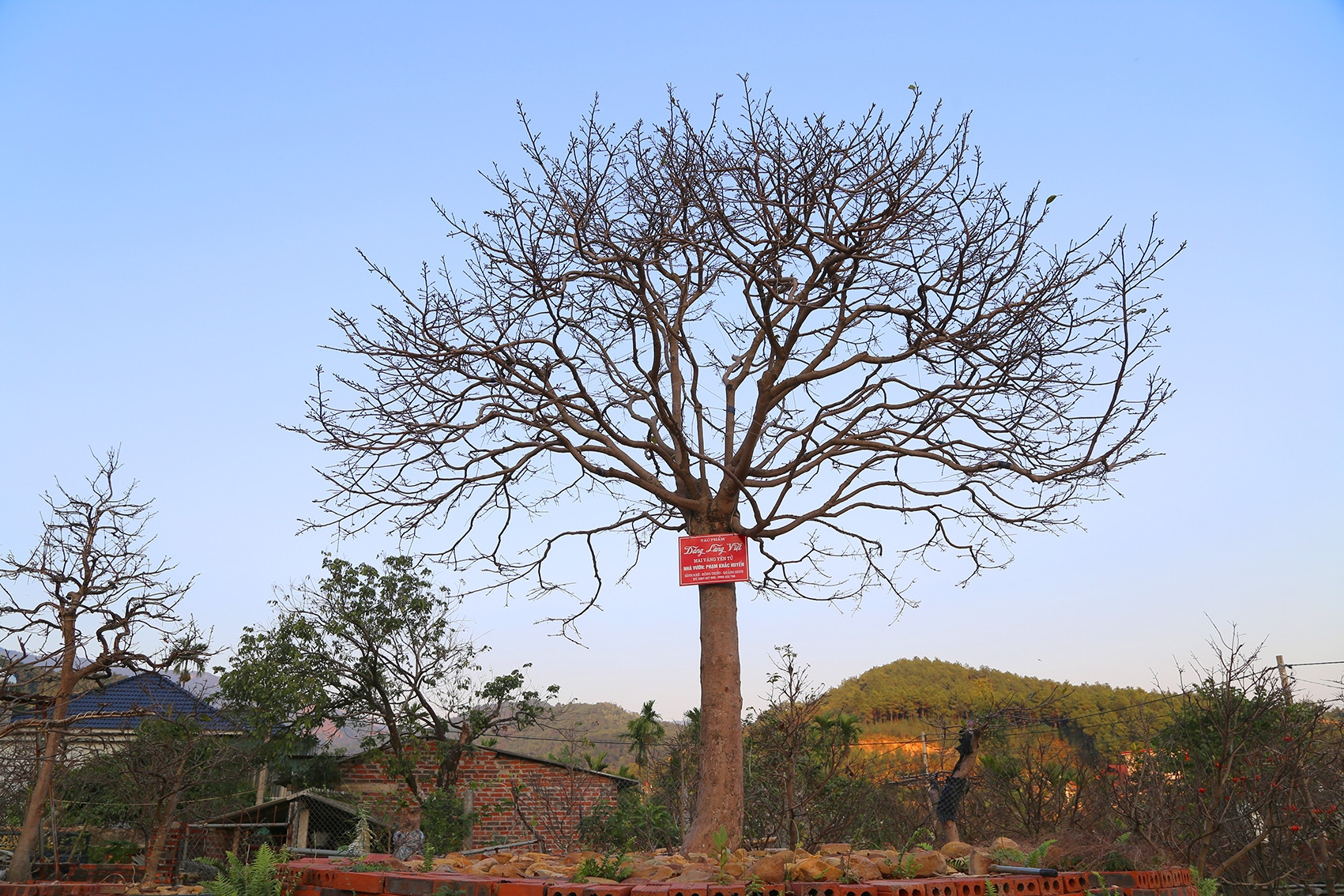 Nhìn như cành củi khô, cây mai Yên Tử bất ngờ được hỏi mua gần 1 tỷ đồng