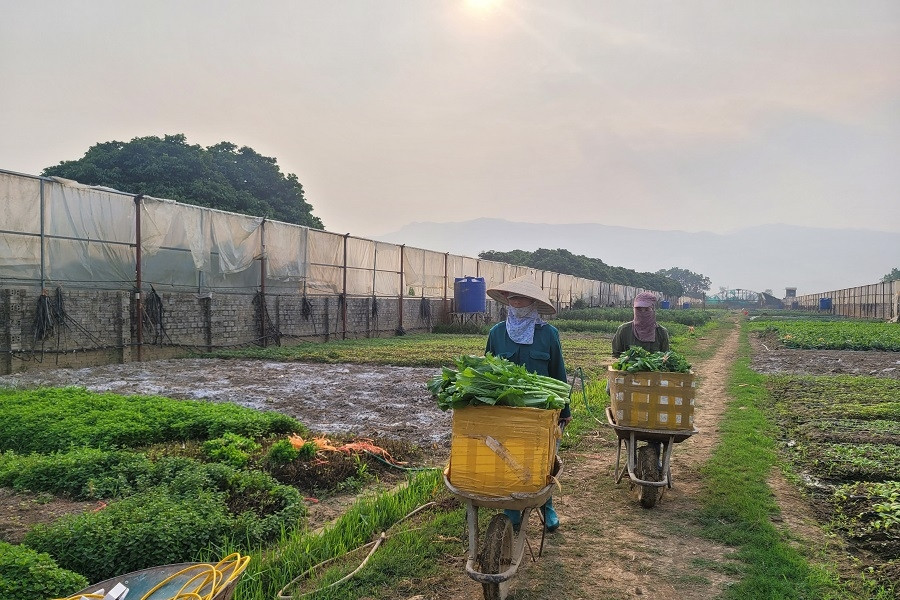 Ninh Bình: Ứng dụng IoT trong sản xuất, thu thập dữ liệu nông sản