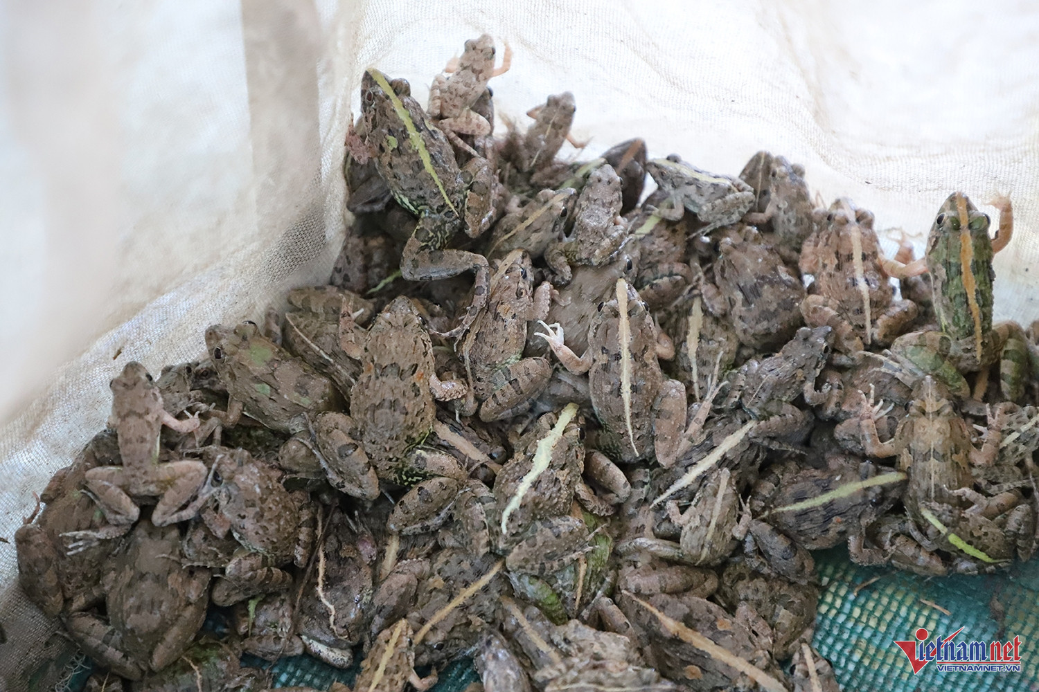 W-Khô nhái.JPG.jpg