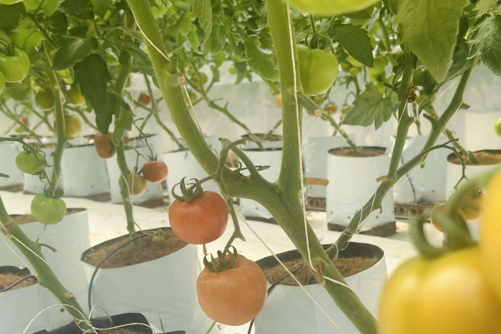 Đưa dữ liệu số vào nương rẫy, gia tăng giá trị nông sản vùng biên Đồng Nai