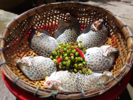 cá nâu muối ớt chanh.png