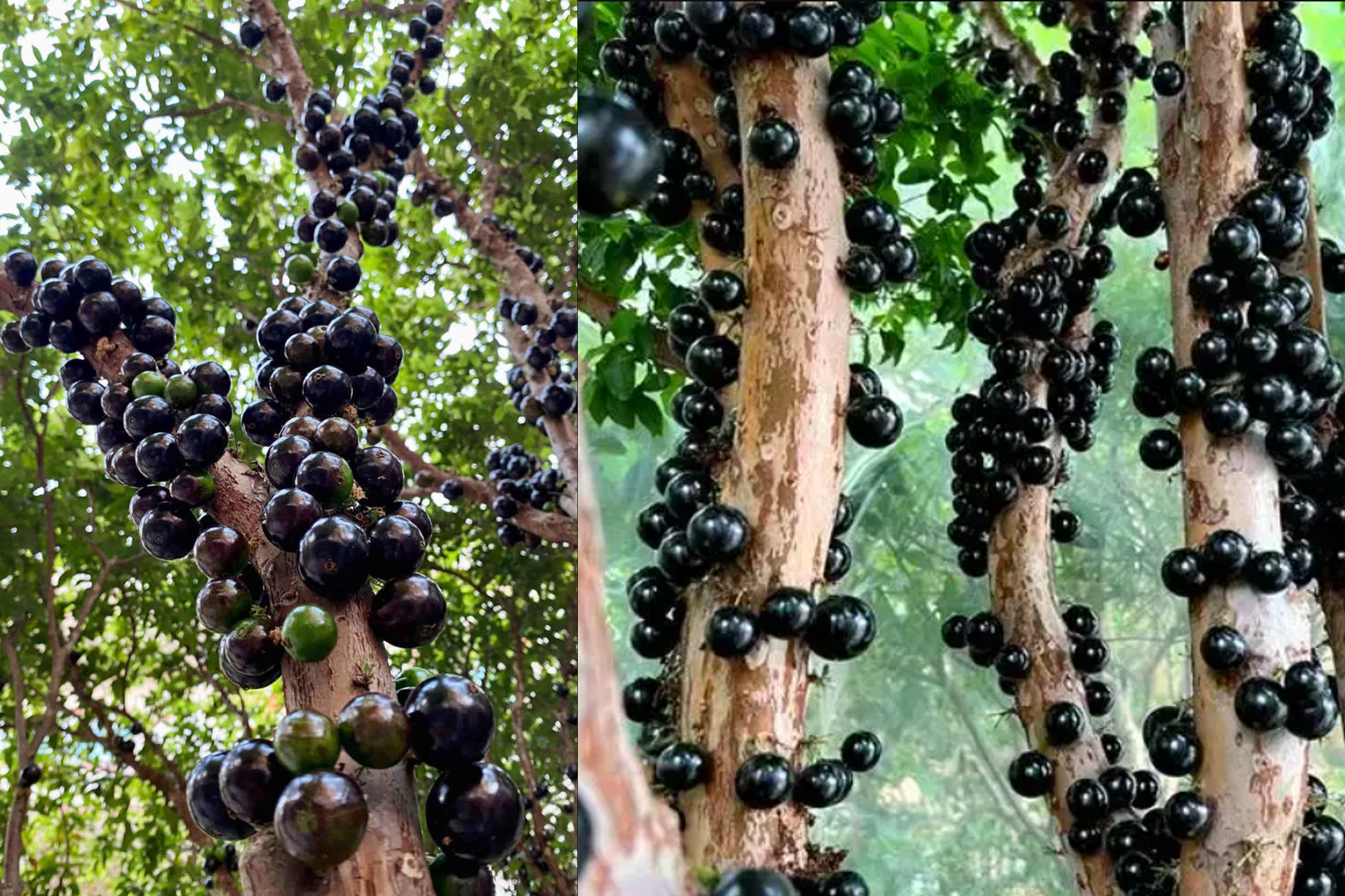 Loài nho lạ được ví như ‘báu vật’ xanh cho sân vườn biệt thự