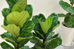 Nhà có cây kim ngân lượng, lộc đỏ quanh năm YwAAAAAAQABAAACAUwAOw==