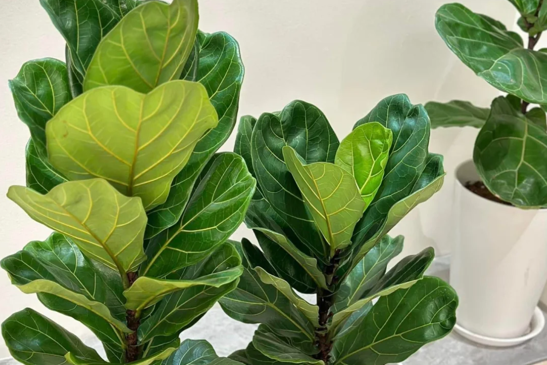 Cây bàng Singapore: Đặc điểm, ý nghĩa phong thủy và cách trồng giúp hút tài lộc