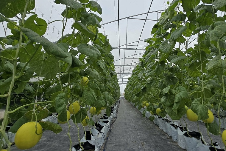 Đồng Nai: Ứng dụng công nghệ, tạo nền tảng cho dự báo thị trường nông sản