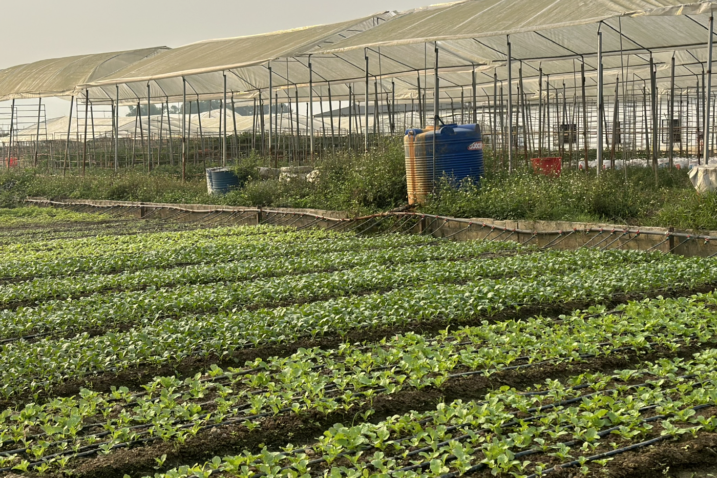 Hải Phòng: Số hoá dữ liệu gắn với dự báo thị trường và định hướng cây trồng