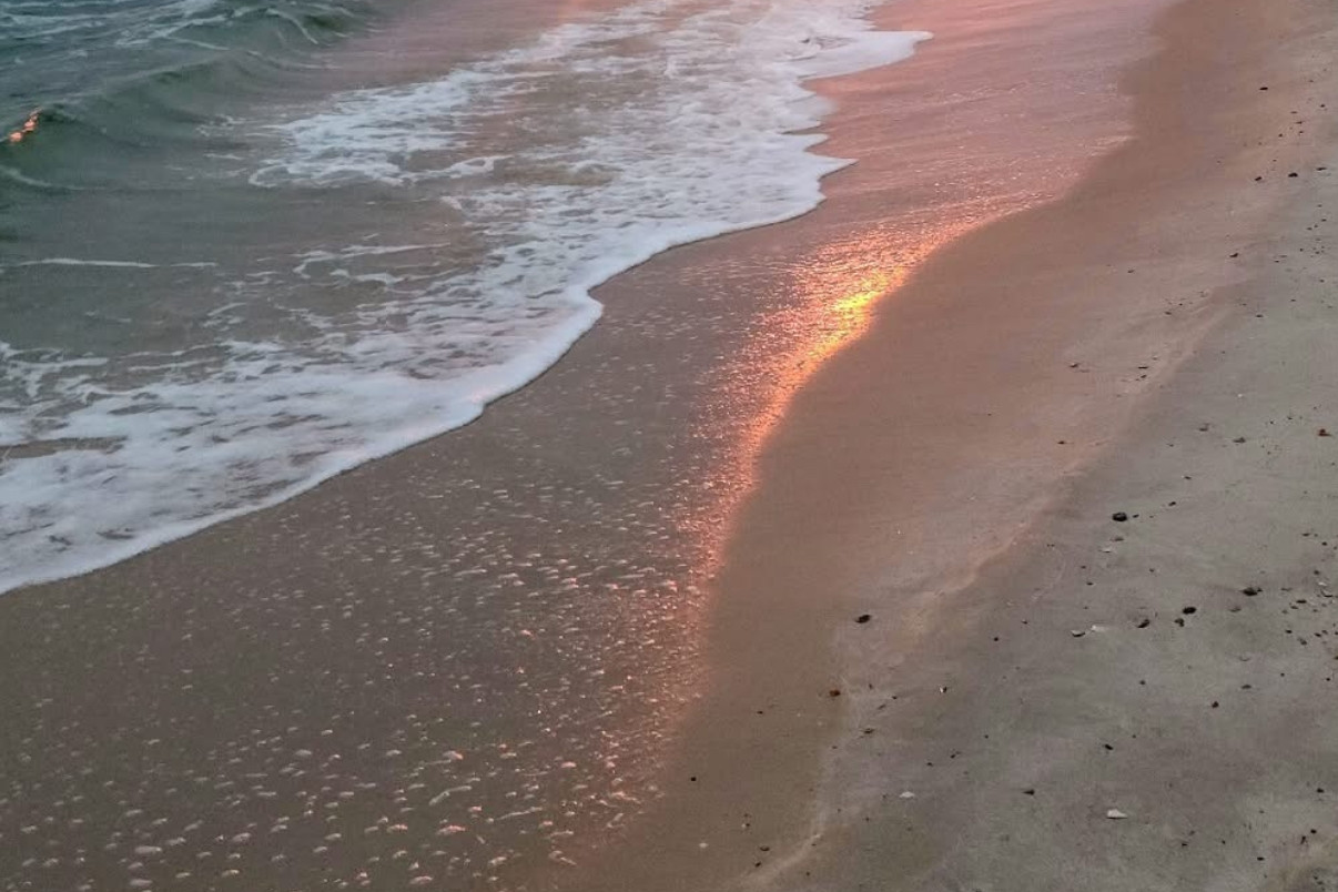 Hiệp ước toàn cầu bảo vệ biển cả chính thức có hiệu lực từ năm 2026