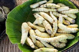 Người phụ nữ ở Hà Nội hôn mê vì tin thuốc nam chữa khỏi tiểu đường Loại củ bán đầy chợ là ‘khắc tinh’ của người mắc bệnh tiểu đường