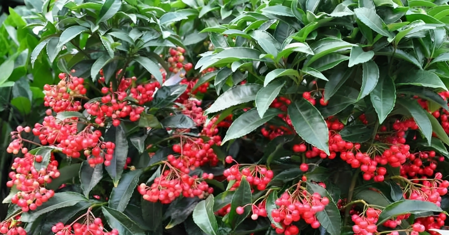 Nhà có cây kim ngân lượng, lộc đỏ quanh năm