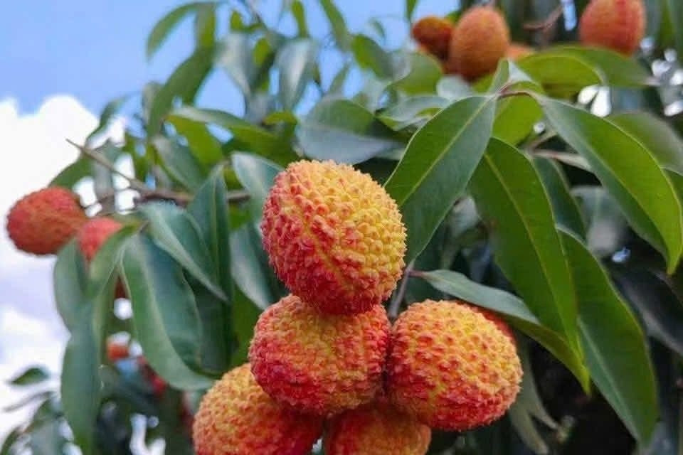 Nỗ lực hình thành dữ liệu trồng trọt gắn với mã số vùng trồng