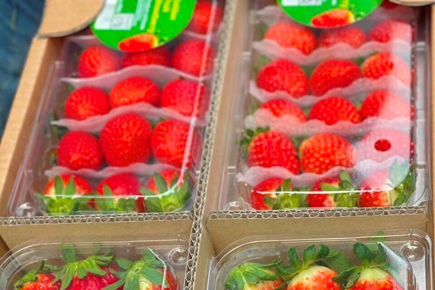 Trải nghiệm hương vị dâu tây Hàn Quốc cùng Biovegi Việt Nam