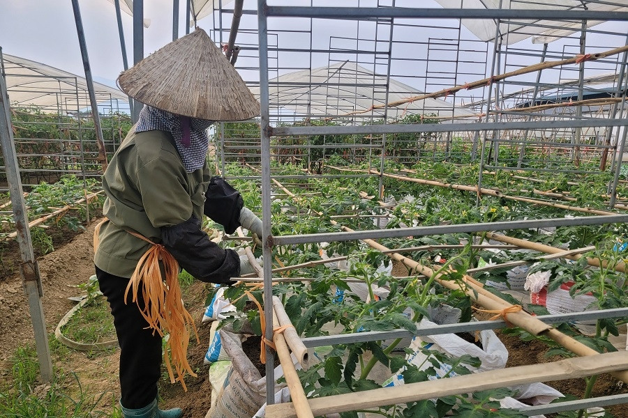 Ứng dụng công nghệ giúp Quảng Ninh nâng cao năng lực dự báo thị trường nông sản