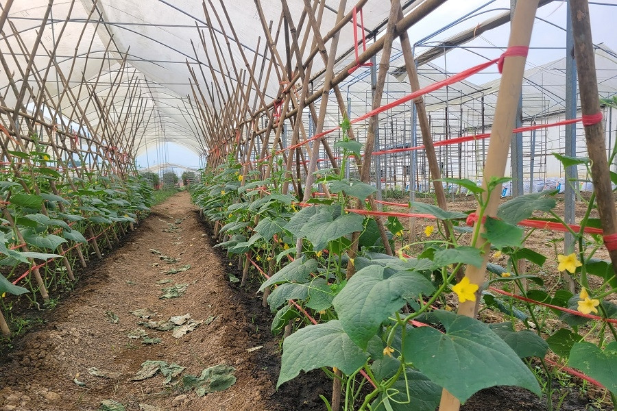 Ứng dụng công nghệ nâng cao năng lực dự báo, định hướng sản xuất nông sản