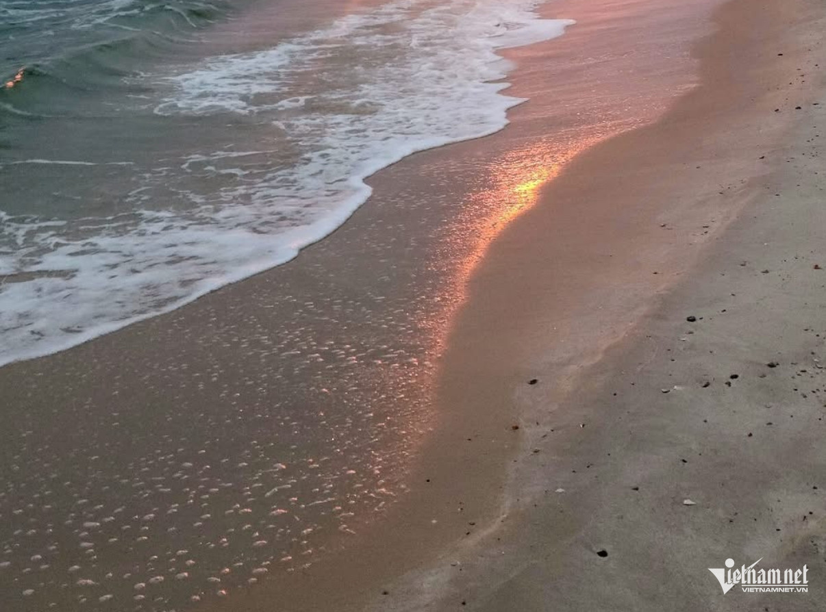 W-đại dương1.jpeg