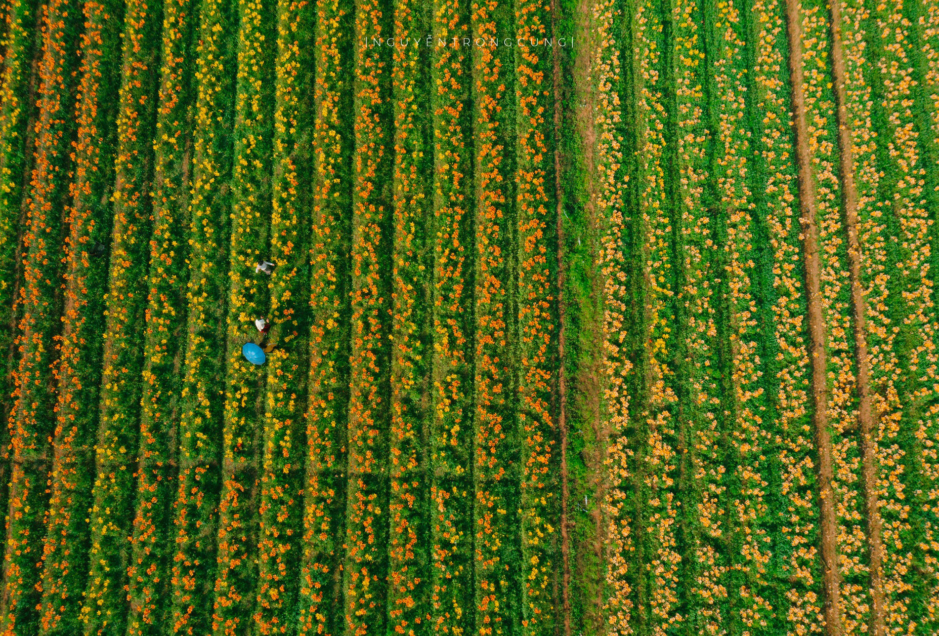 c&aacute;nh đồng hoa ly 1