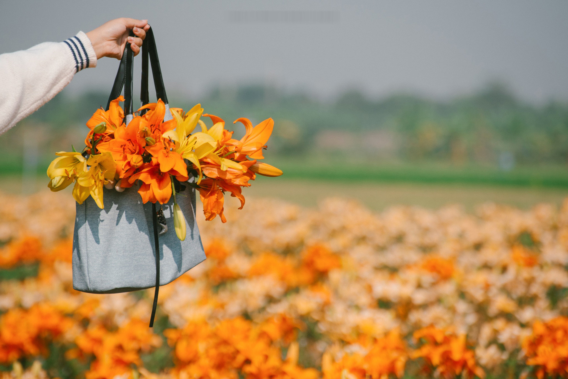 Du khách dạo bước giữa cánh đồng hoa ly