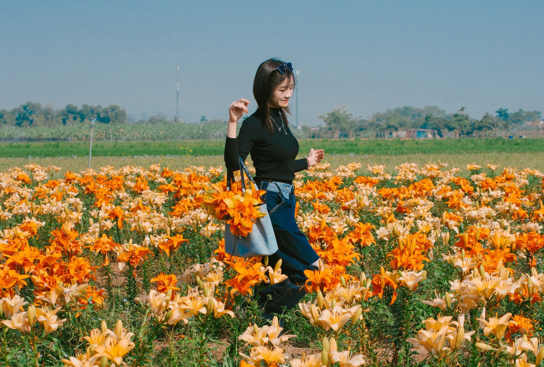 Cánh đồng hoa ly cách Hà Nội 70km khoe sắc, khách đi từ sáng sớm tới check-in