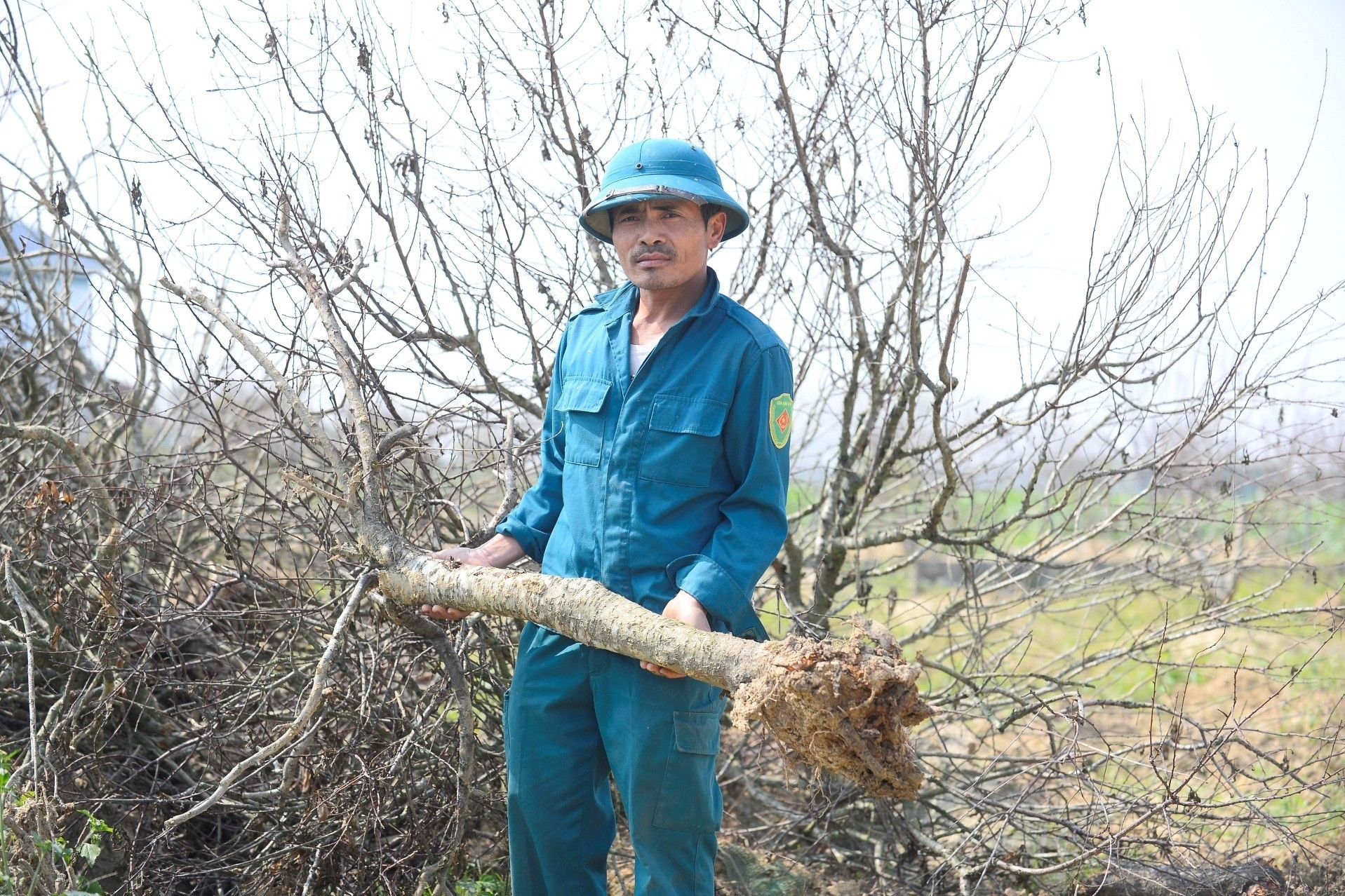 Hàng nghìn gốc đào gặp 'hiện tượng lạ', nông dân Thanh Hóa trắng tay trước Tết