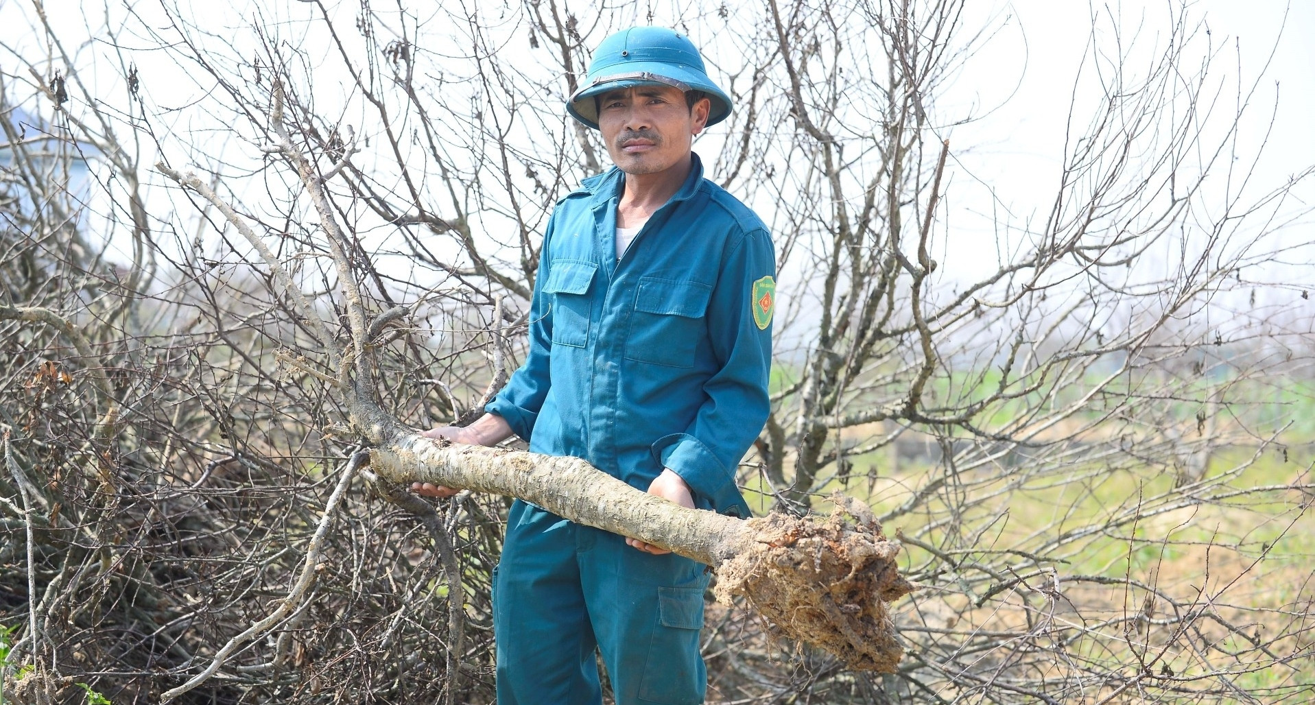 Hàng nghìn gốc đào gặp "hiện tượng lạ", nông dân Thanh Hóa trắng tay trước Tết