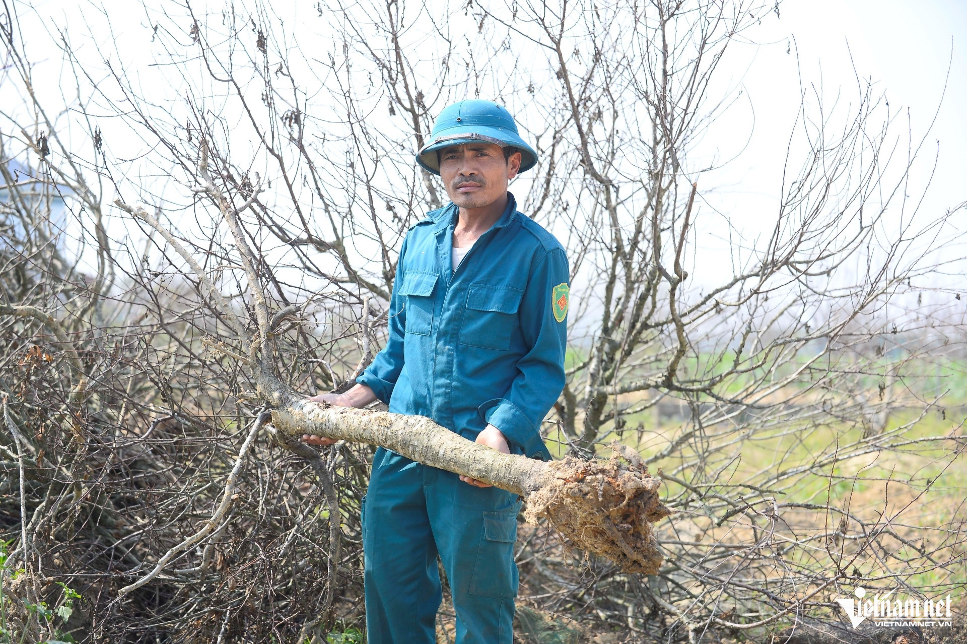 W-a1Hàng nghìn gốc đào thành củi khô.jpg