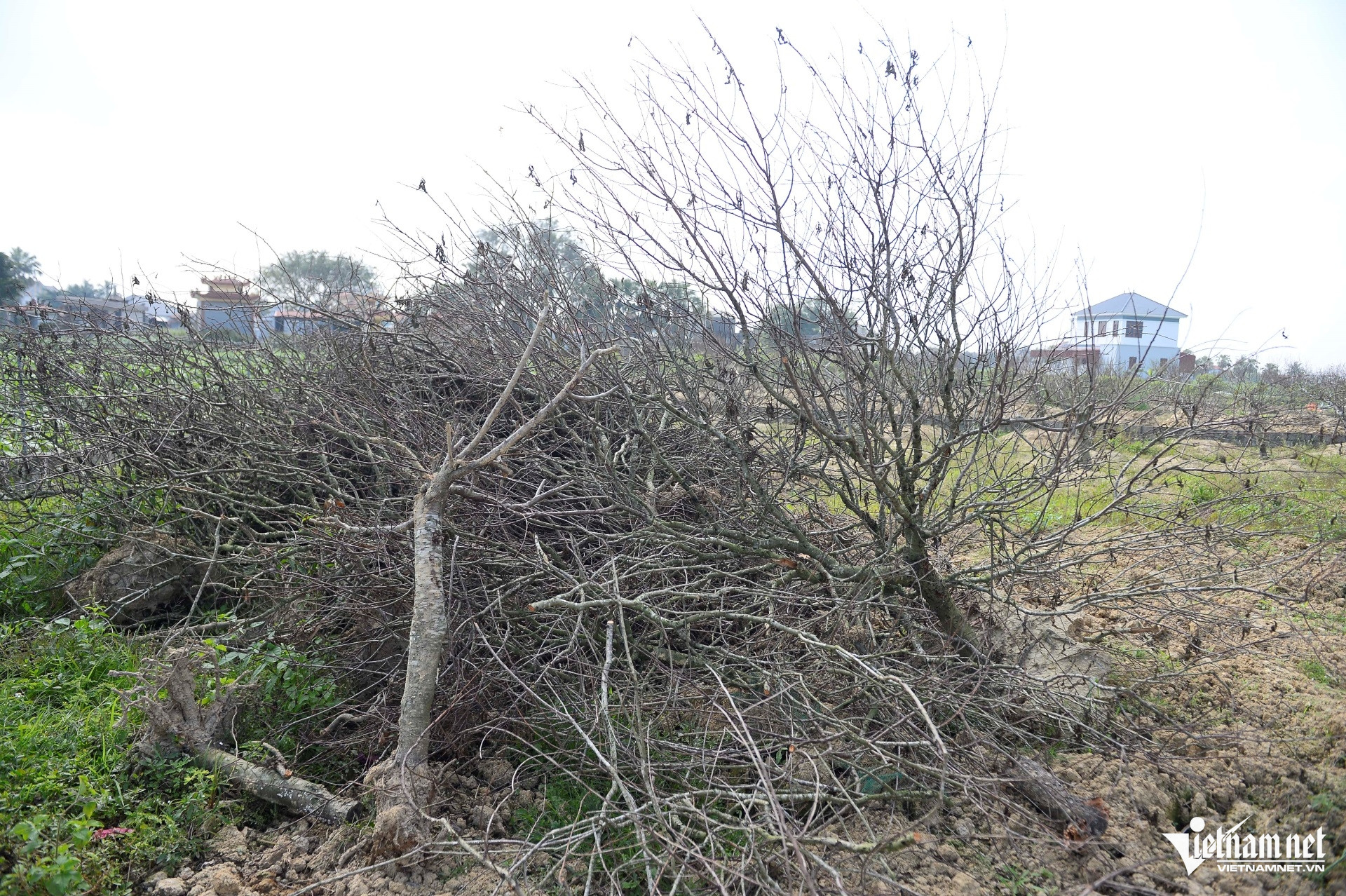 W-a2Hàng nghìn gốc đào thành củi khô.jpg