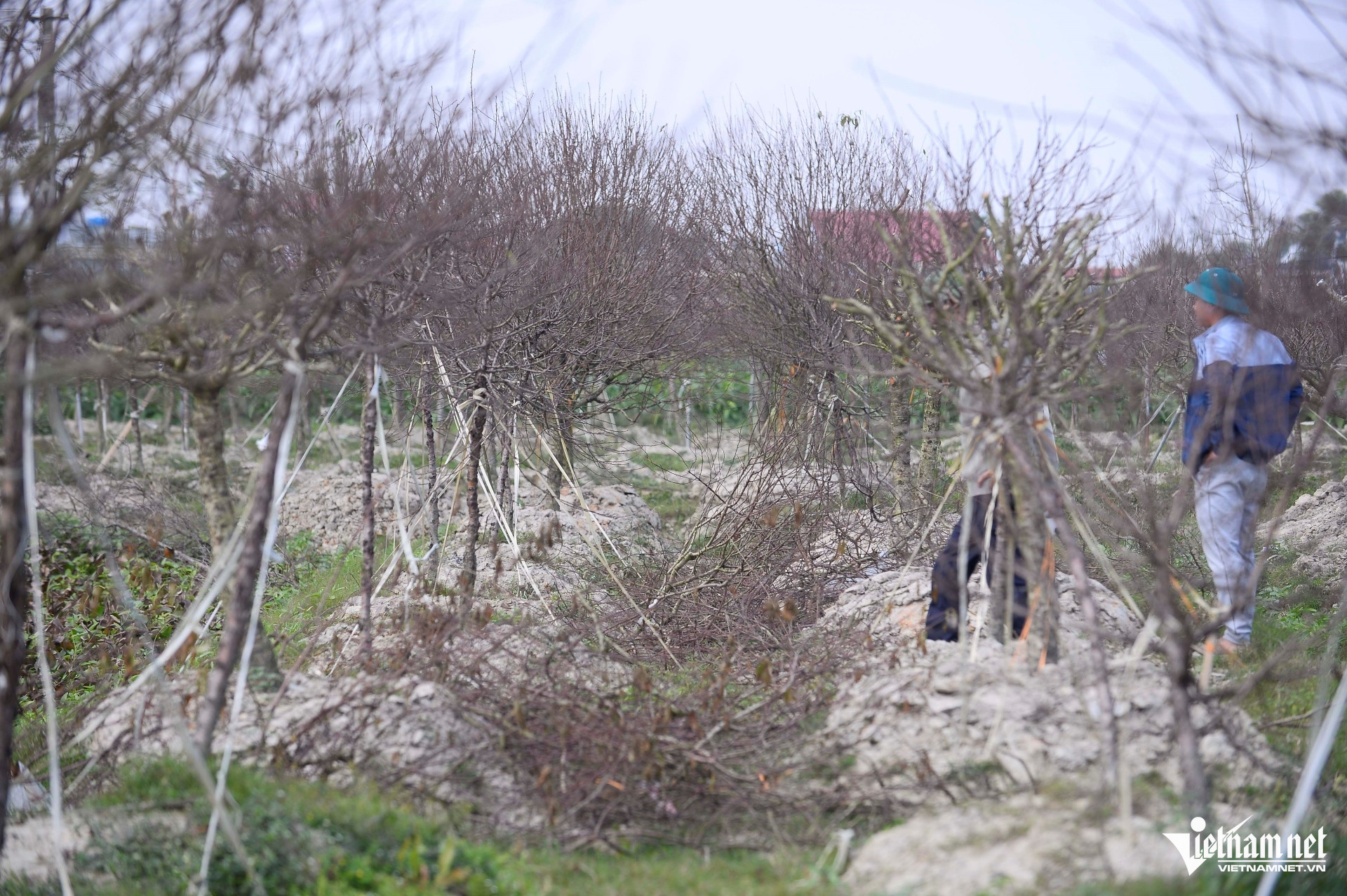 W-a3Hàng nghìn gốc đào thành củi khô.jpg