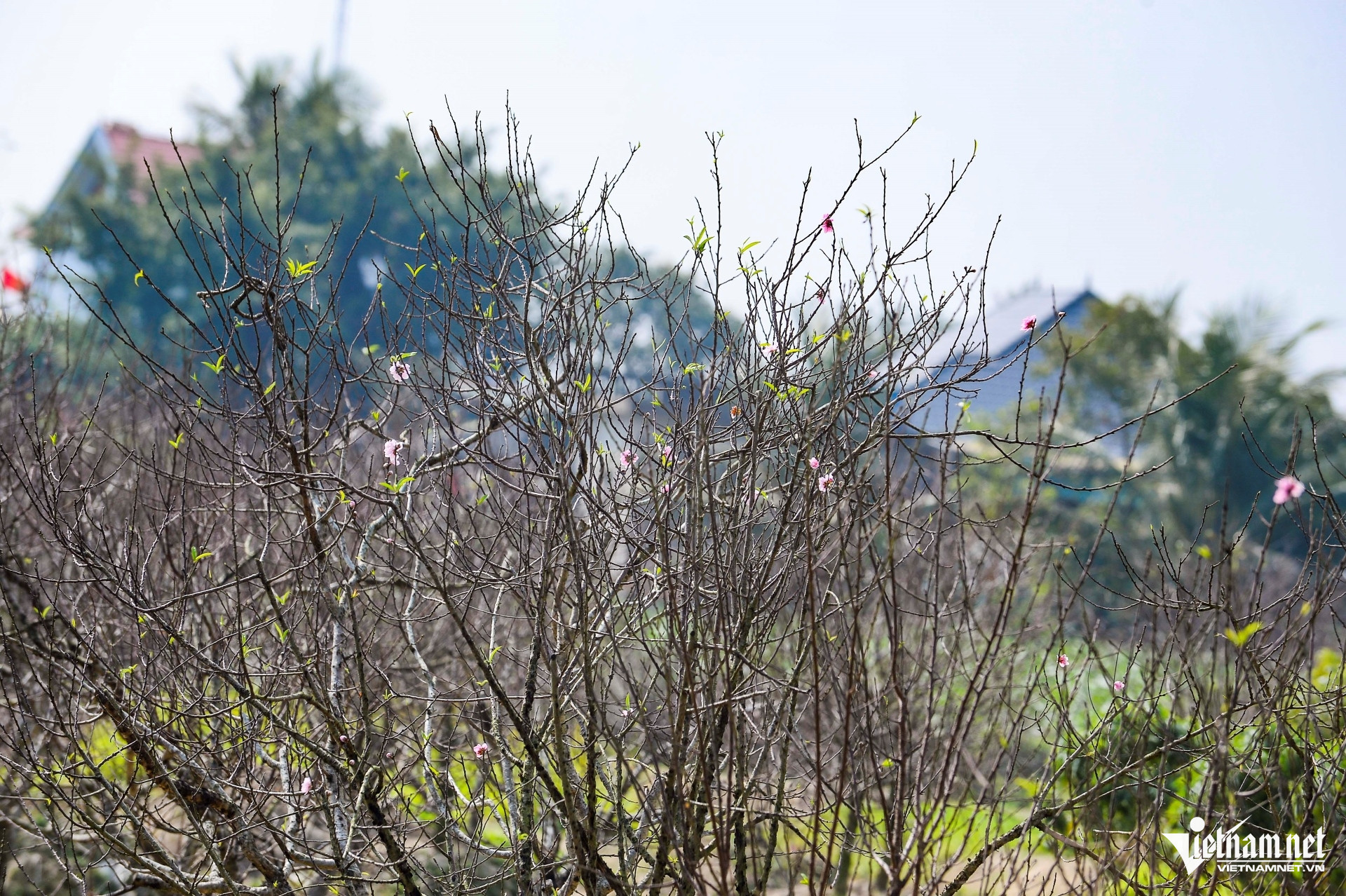 W-a4Hàng nghìn gốc đào thành củi khô.jpg