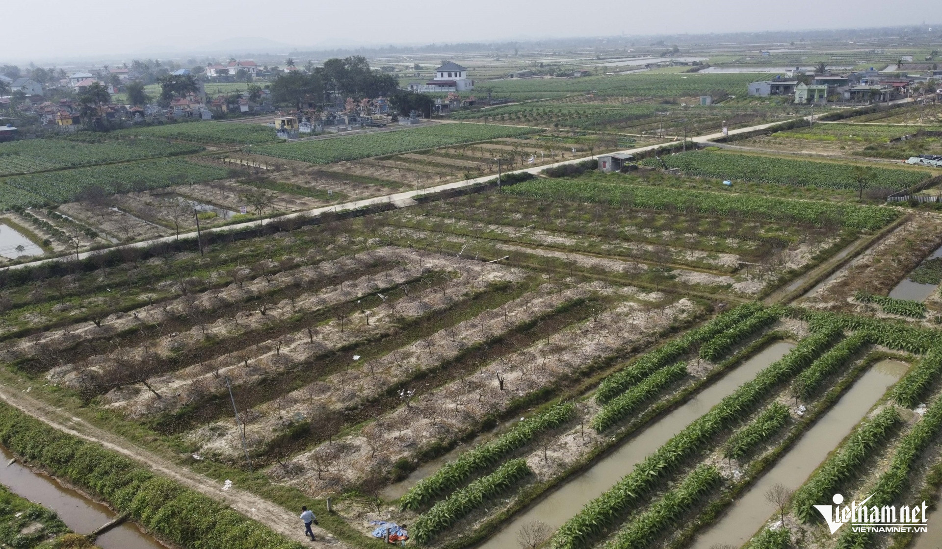 W-a5Hàng nghìn gốc đào thành củi khô.jpg