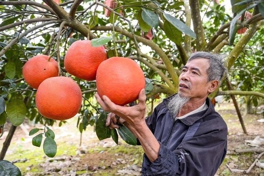 Bưởi đỏ tiến vua Thanh Hóa 'cháy hàng' trước Tết, thương lái đặt cọc từ sớm