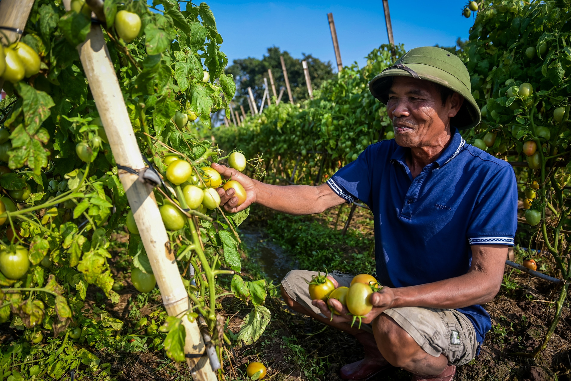 Cà chua còn xanh thương lái đã đặt mua cả vườn, nông dân lãi lớn
