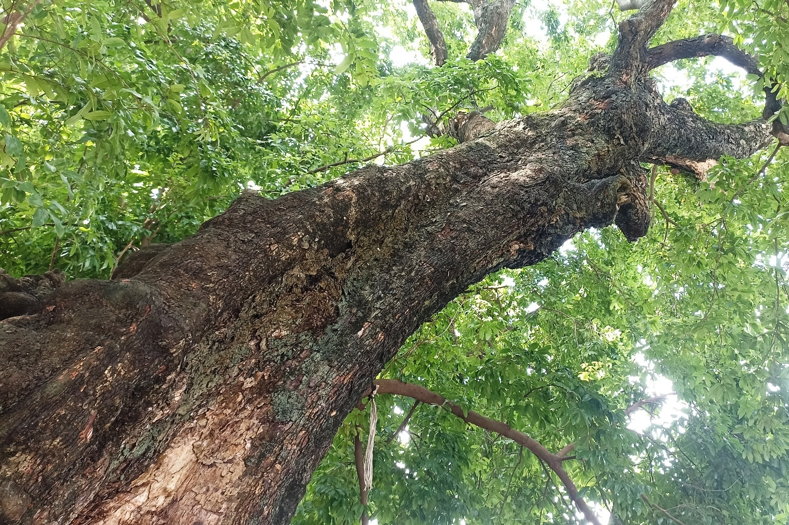 Cả làng ở Ninh Bình bảo vệ cây thị ‘khổng lồ’ như báu vật