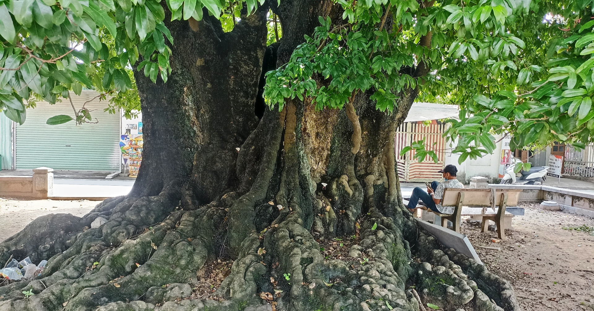 Cả làng ở Ninh Bình bảo vệ cây thị ‘khổng lồ’ như báu vật