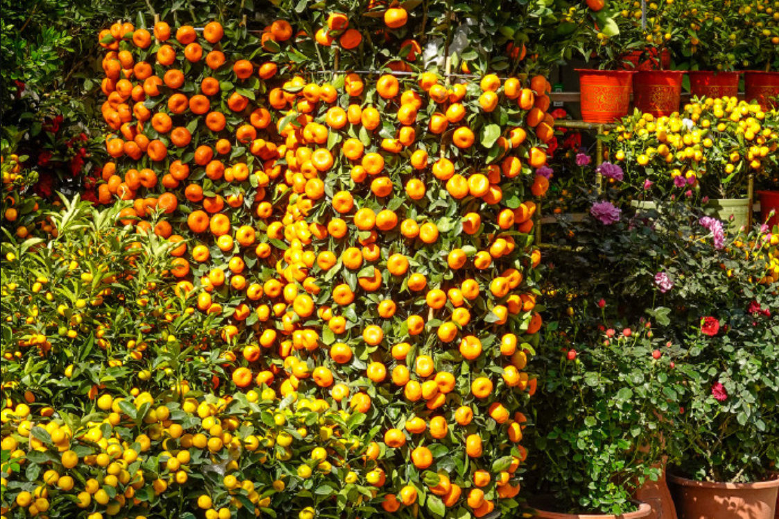 Chưng quất ngày Tết: Cách chọn và đặt cây để rước lộc đầu năm