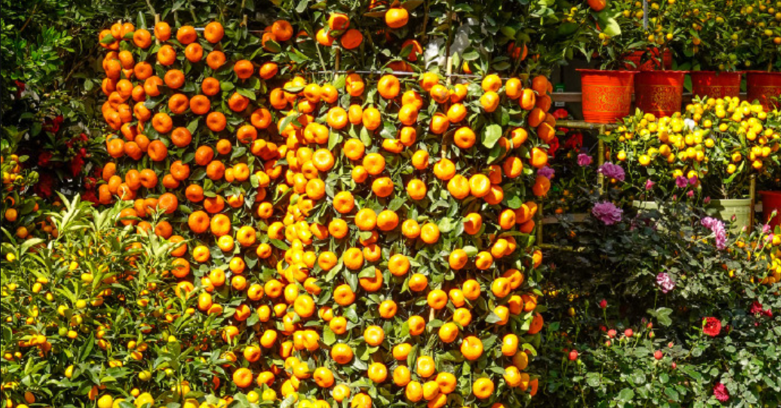 Chưng quất ngày Tết: Cách chọn và đặt cây để rước lộc đầu năm