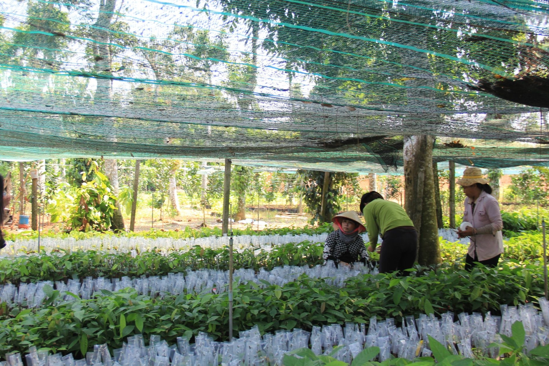 Gia Lai nâng năng lực dự báo thị trường nông sản nhờ ứng dụng CNTT