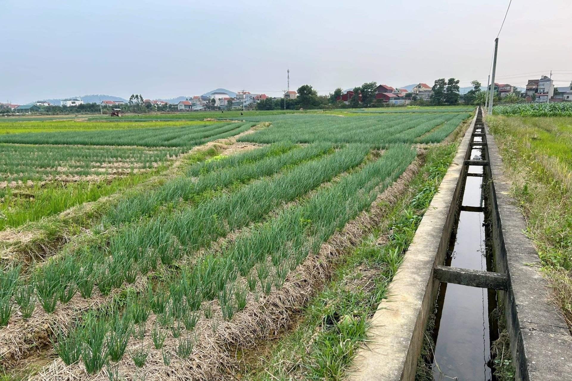 Hưng Yên: Ứng dụng công nghệ thông tin tăng hiệu quả theo dõi thị trường nông sản