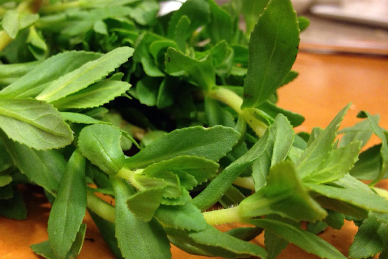 Loại rau mọc đầy bờ ao là trợ thủ chữa sỏi thận